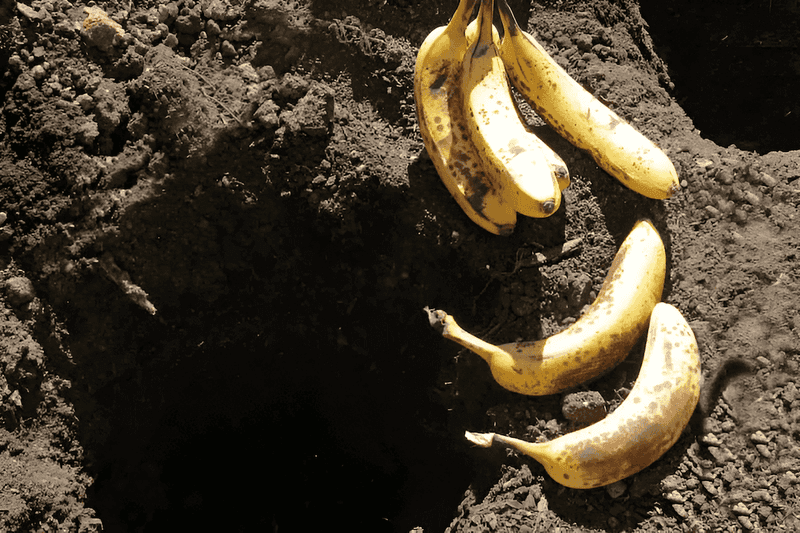 Banana Peels