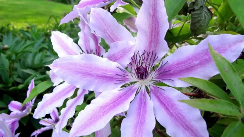 Small and faded flowers need separate diagnoses