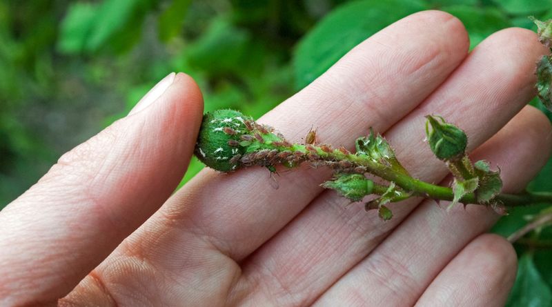 Hand-Picking and Snipping Infested Tips