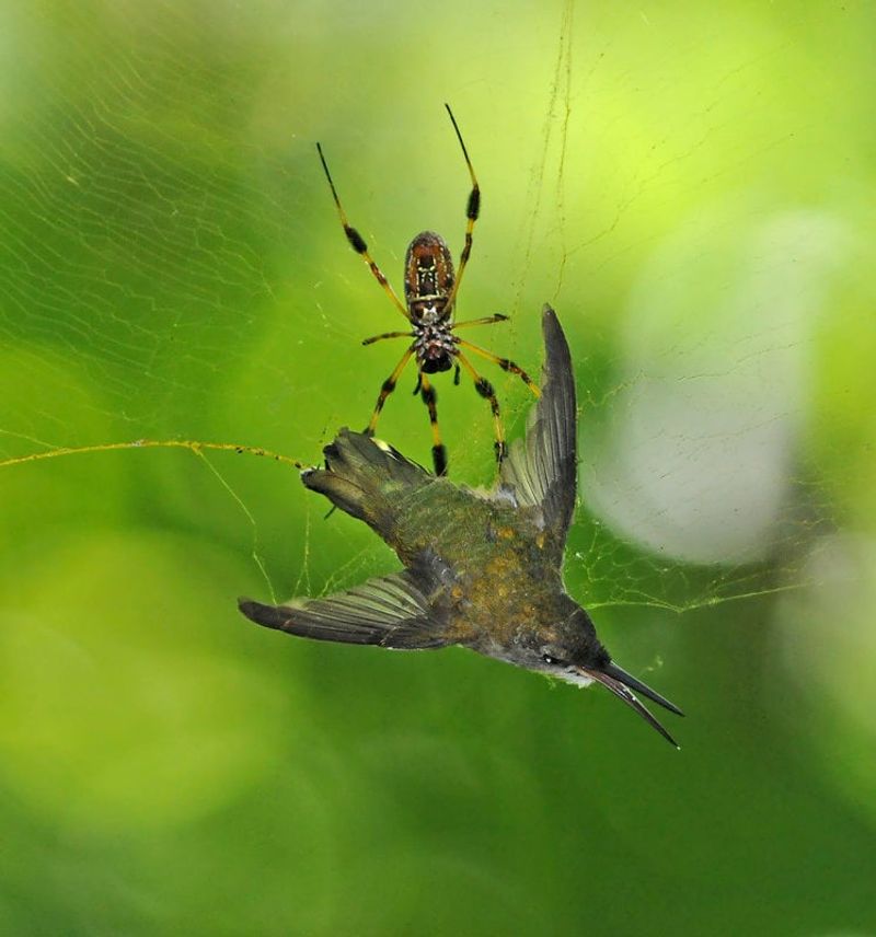 Spiders (Especially Orb-Weavers)