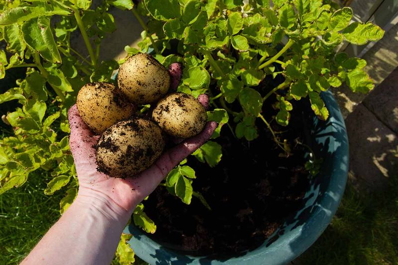 How much can one container really yield?