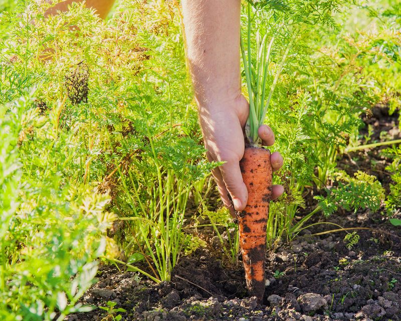 Carrots
