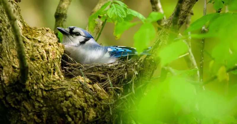 Create Dense Shelter and Nesting Spots