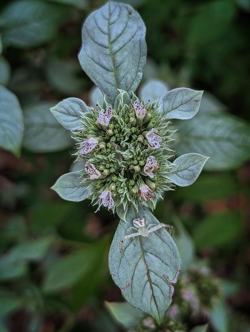 Meet Hoary Mountain-Mint, a Silvery Native Worth Considering