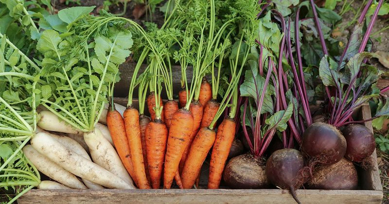 Tuck In Cool-Season Root Crops