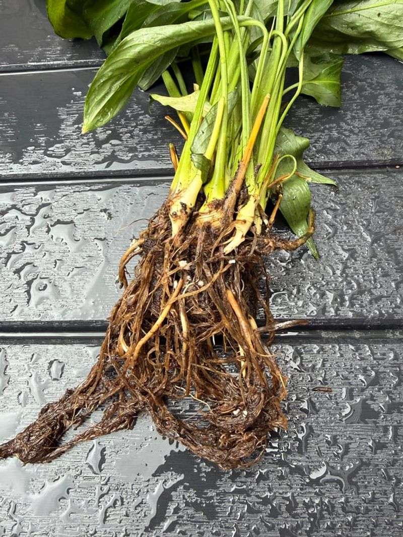 Check the root zone for prolonged wetness