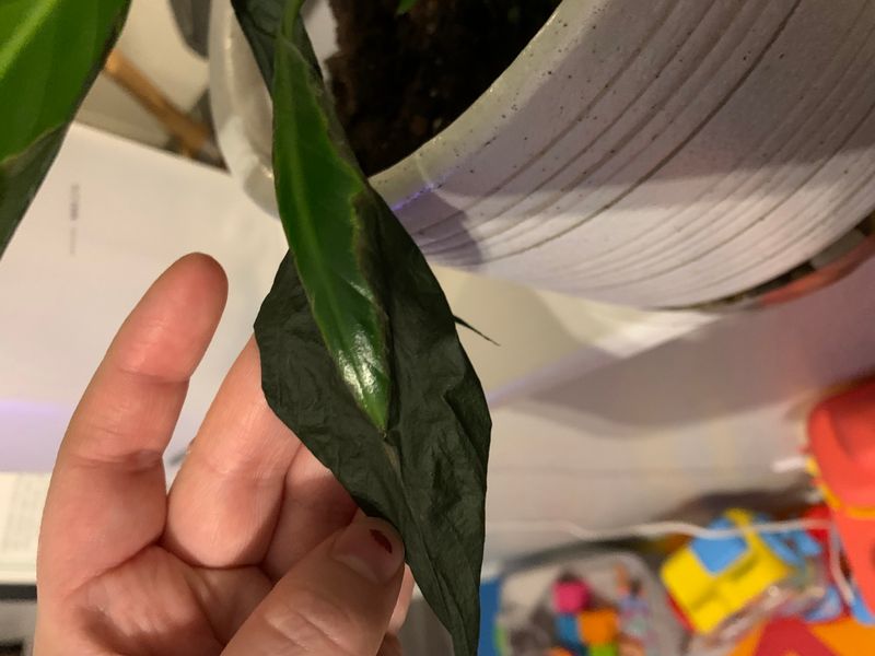 Track recovery by new growth
