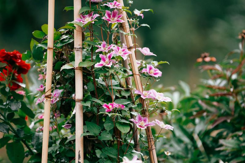 Container clematis needs different timing and restraint