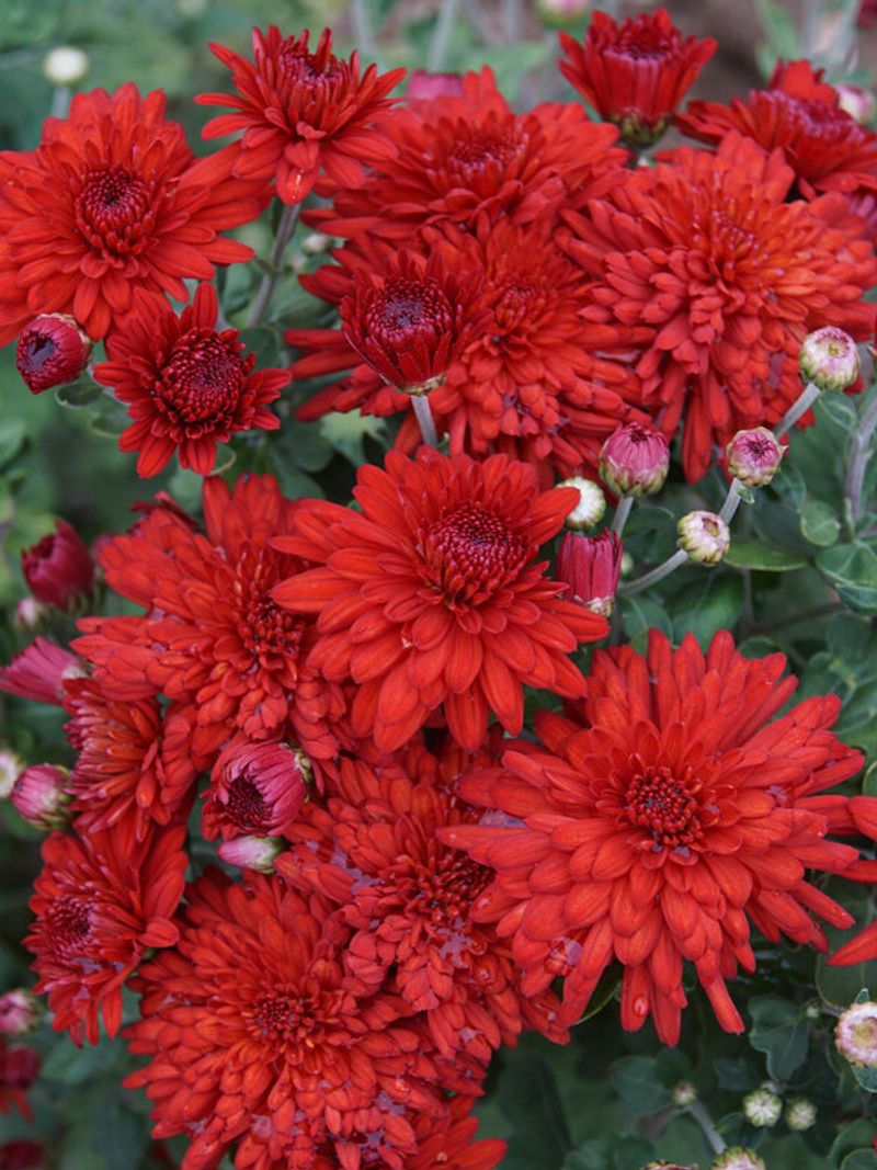 Red October