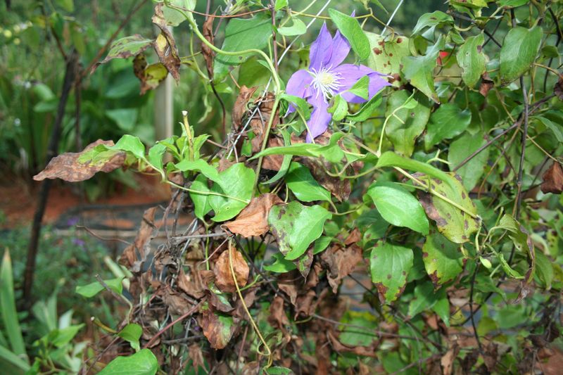 Wilt Disease Sneaked In