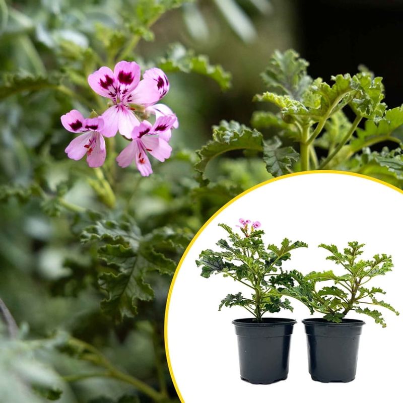 Citronella Geranium