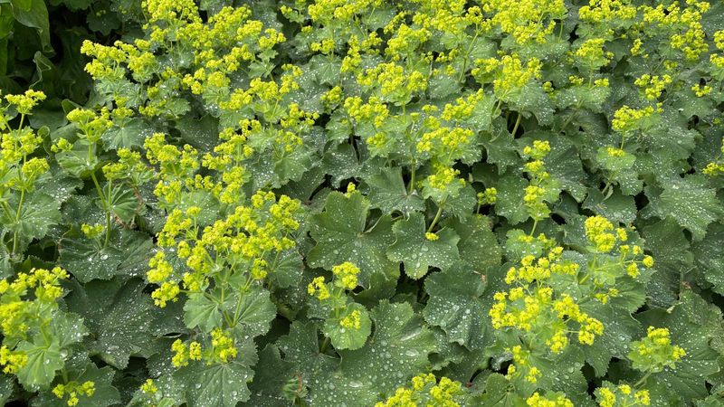 Lady's Mantle (Alchemilla)