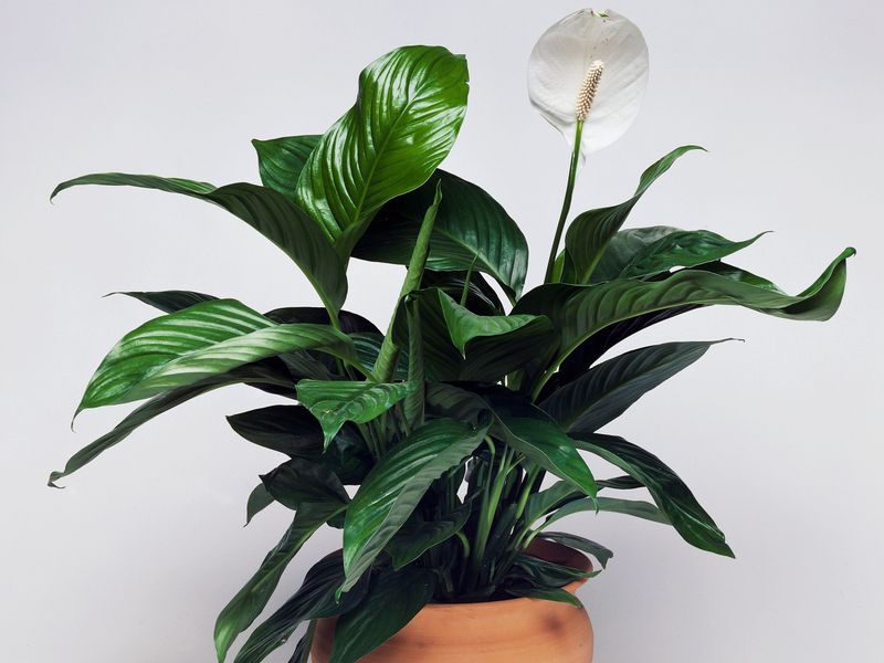 Green leaves do not convict the fertilizer