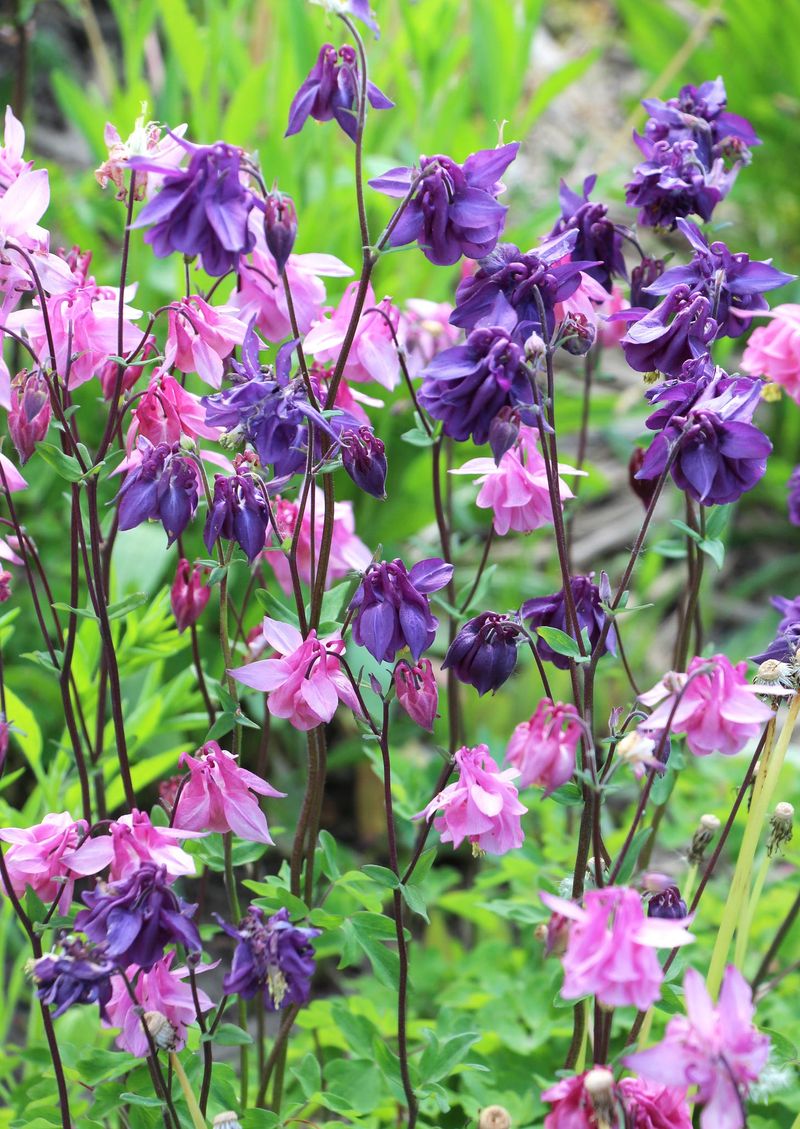 Columbine
