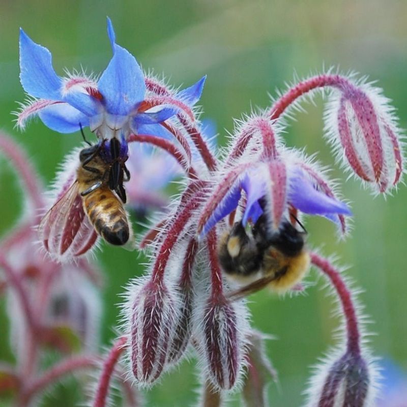 Supports Honey Bees and Bumblebees with Abundant Forage