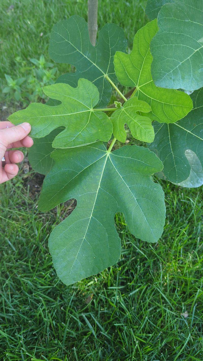 Cut Back on Nitrogen Fertilizer