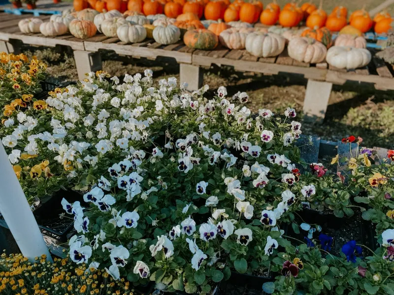 Fall Planting Timing by NC Region