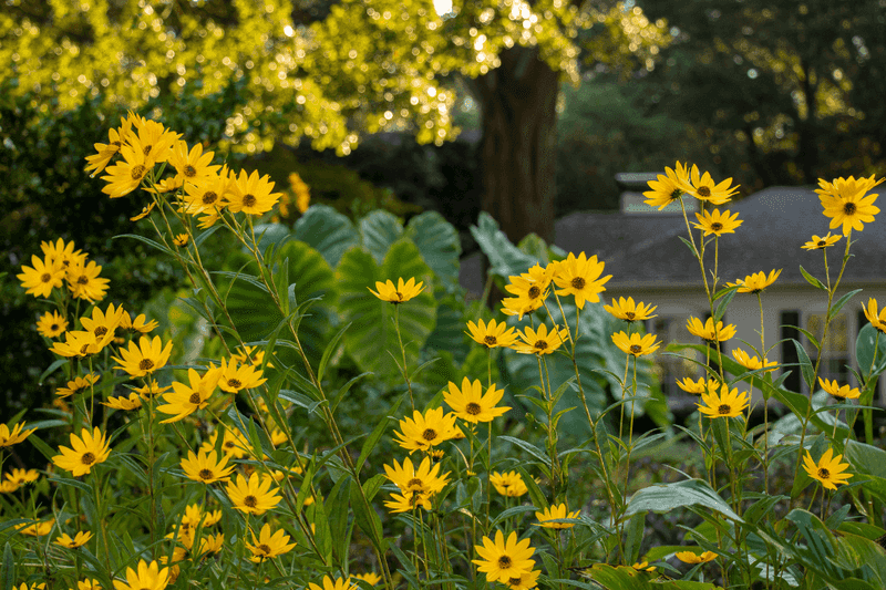 Give a Tall, Vigorous Plant Room to Grow