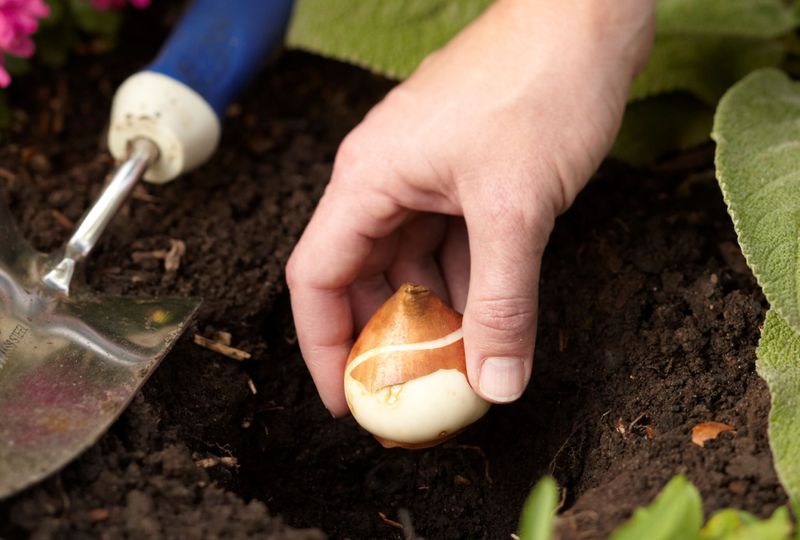 For conventional planting, check the bulb’s recommended depth