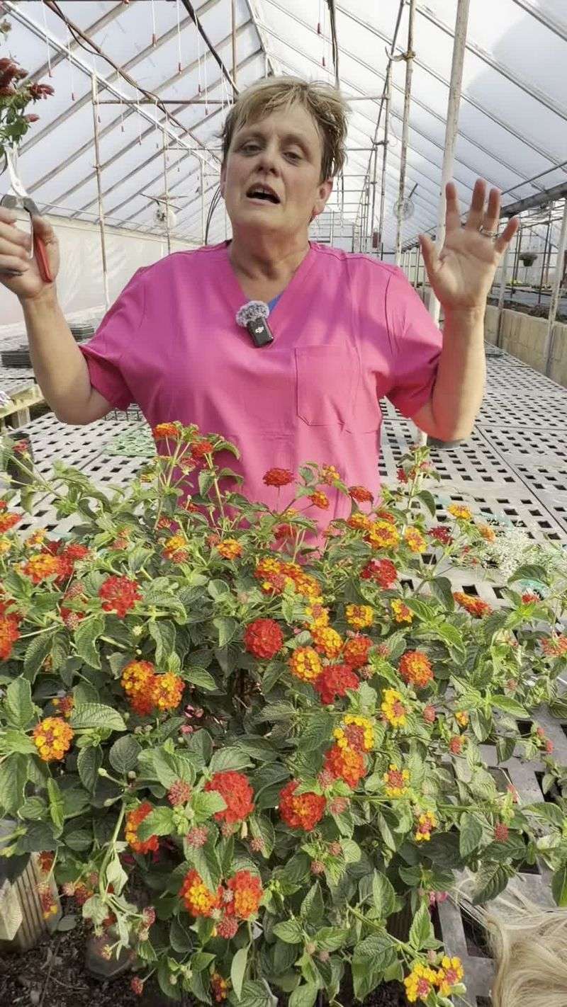 Prioritize Deadheading to Encourage More Blooms and Prevent Seed Spread