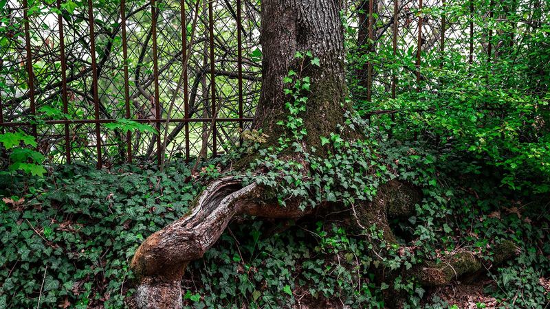 Protect valuable trees, native plants, and water