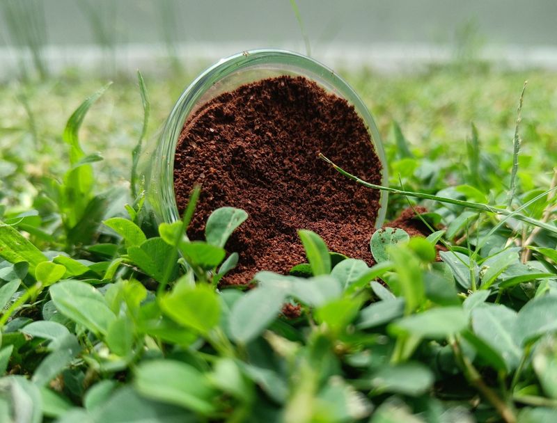 Coffee Grounds
