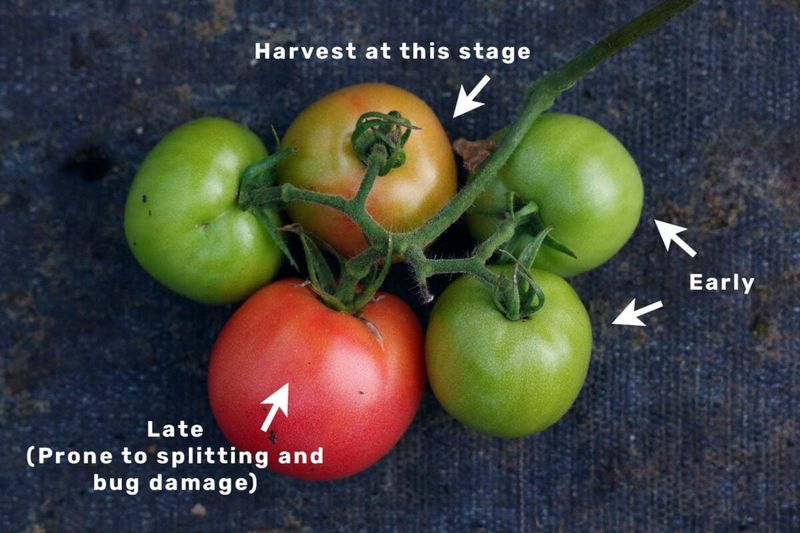 Harvest at the Breaker Stage