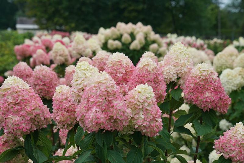 Growing A Variety That Hates Heat