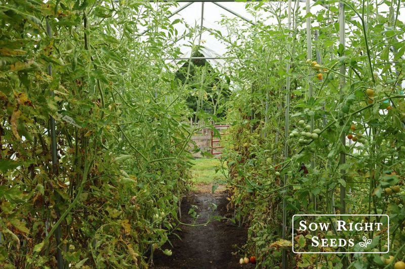 Crowding Plants Too Close Together
