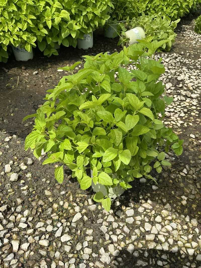 Start with a nursery-propagated plant