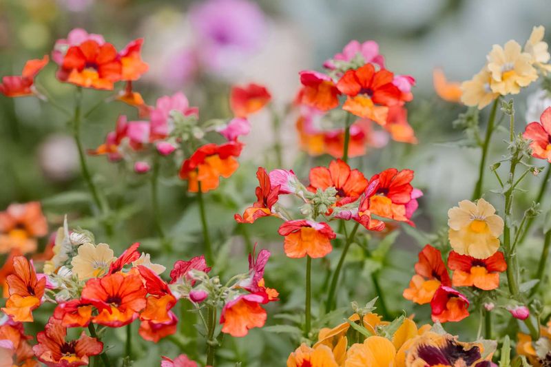 Nemesia