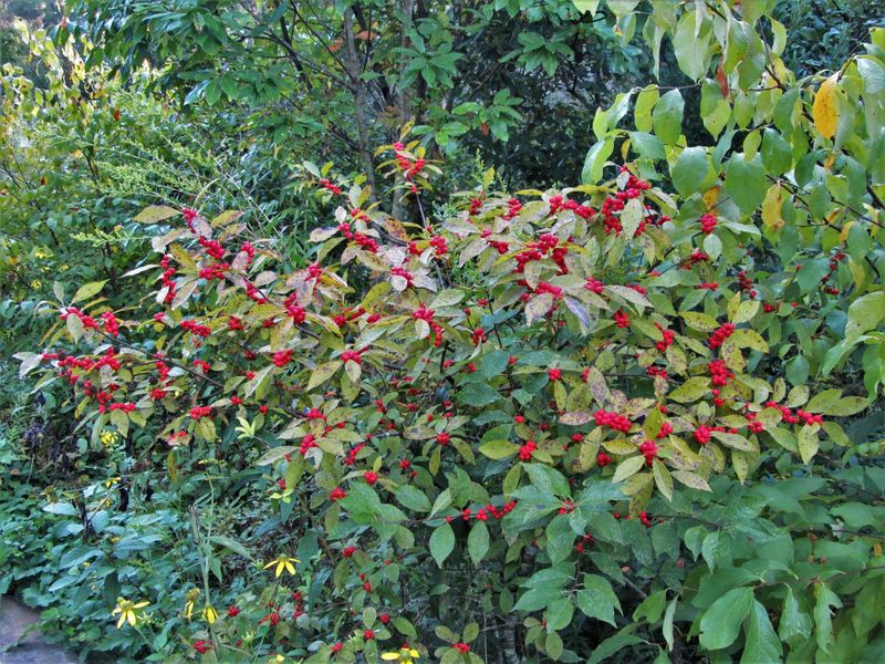 Replace nandina with a native shrub matched to the site