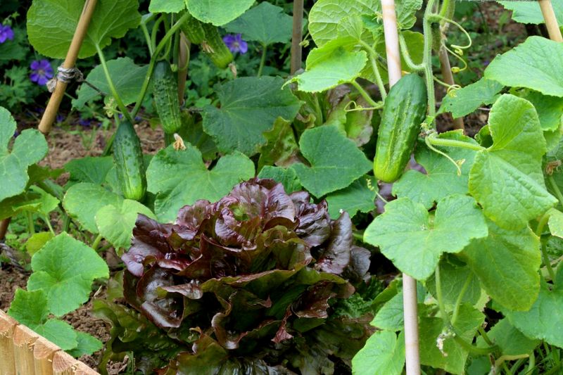 Cucumbers