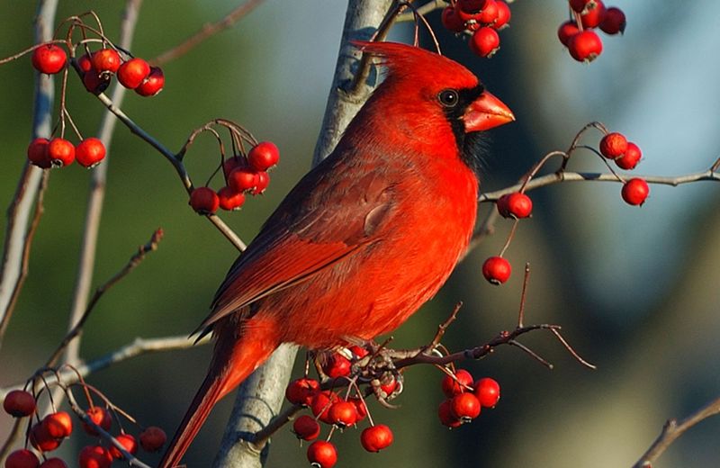 Northern Cardinals