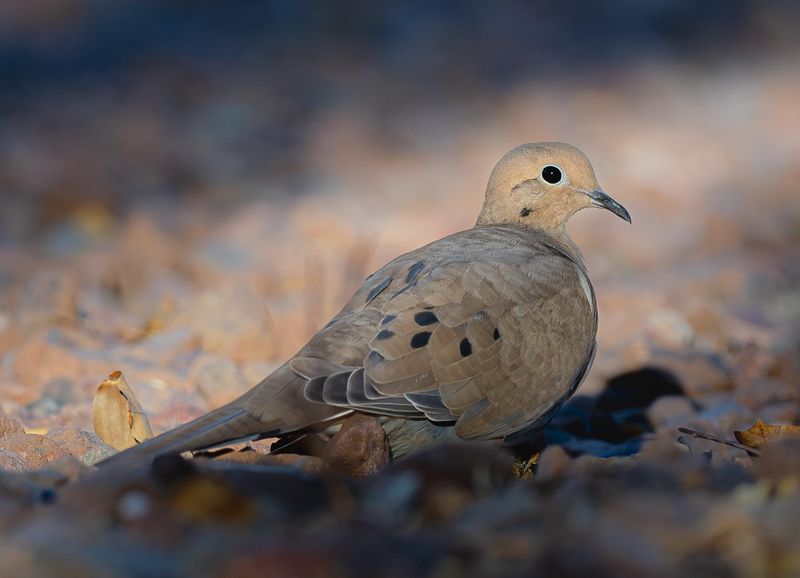 Mourning Dove
