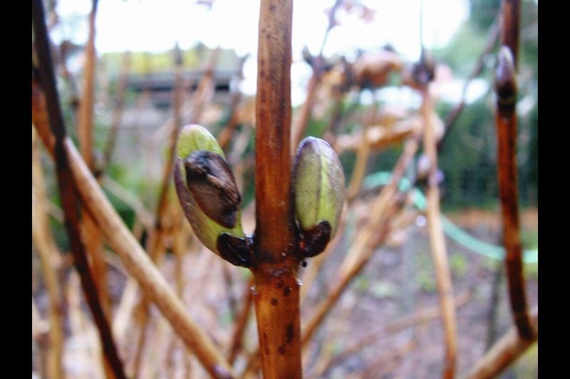 Avoid Late-Season Pruning for Old Wood Bloomers