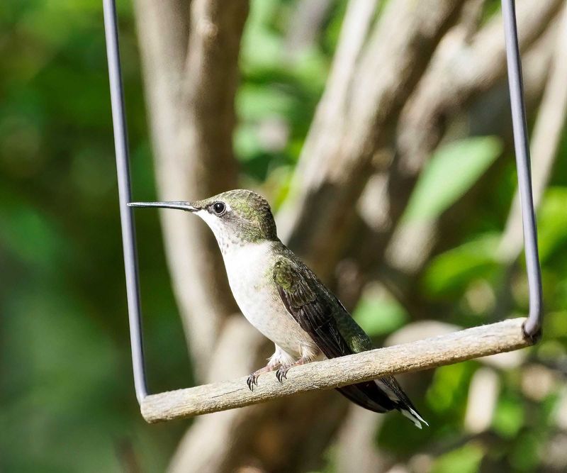 Lacking Nearby Cover or Perches