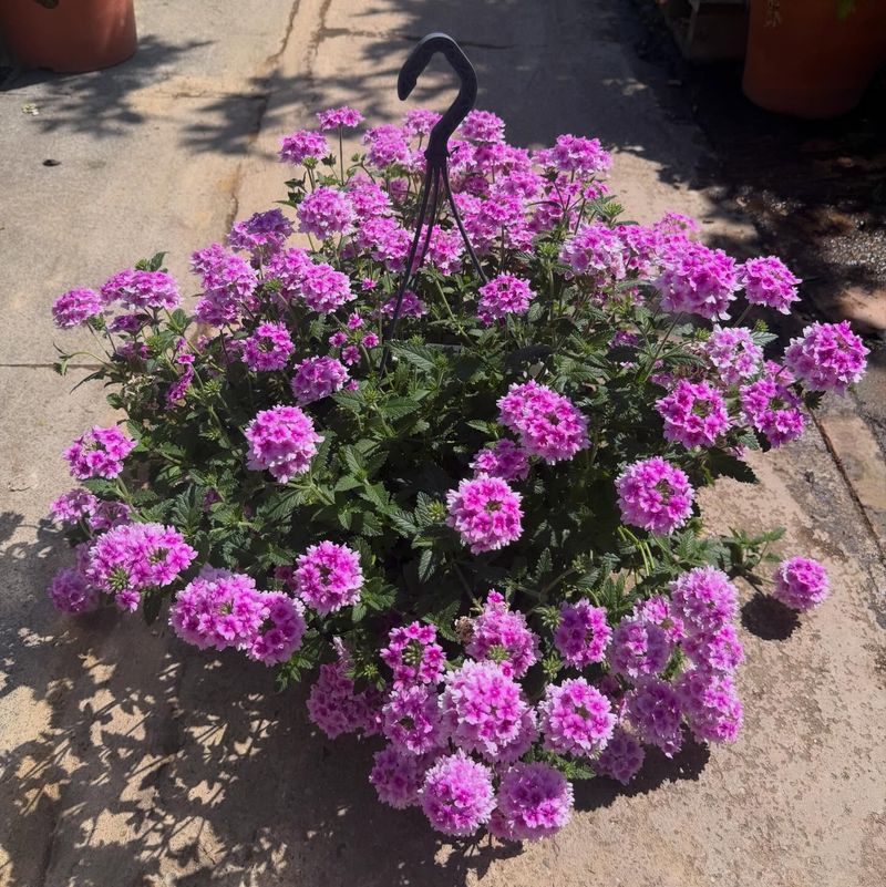 Verbena