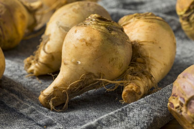Rutabaga (Swede)