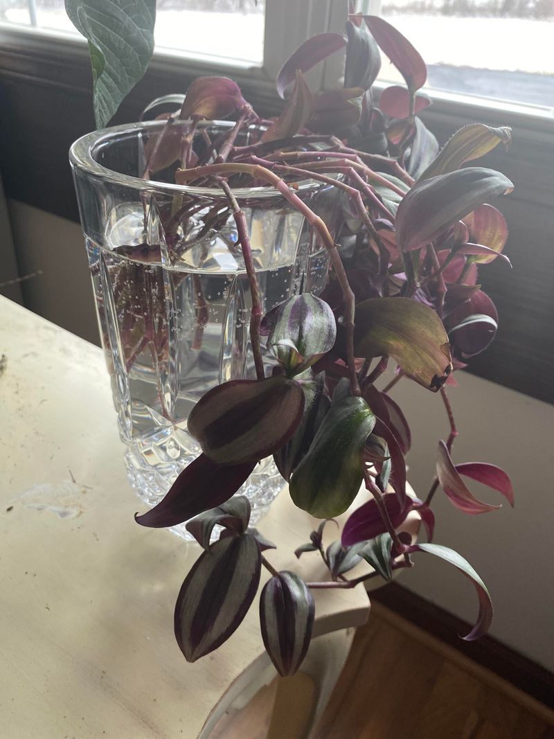 Propagate Cuttings to Fill in Gaps
