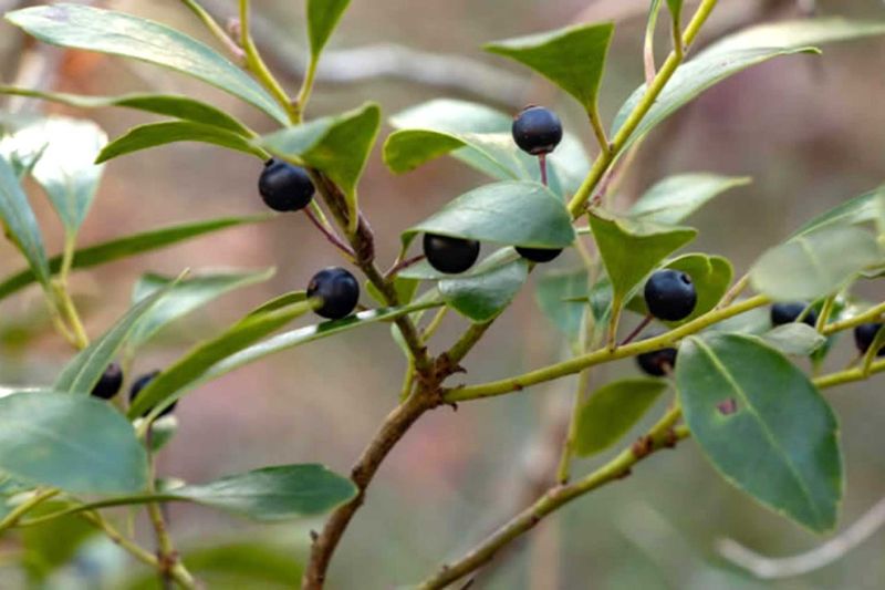 Inkberry Holly (Ilex glabra)