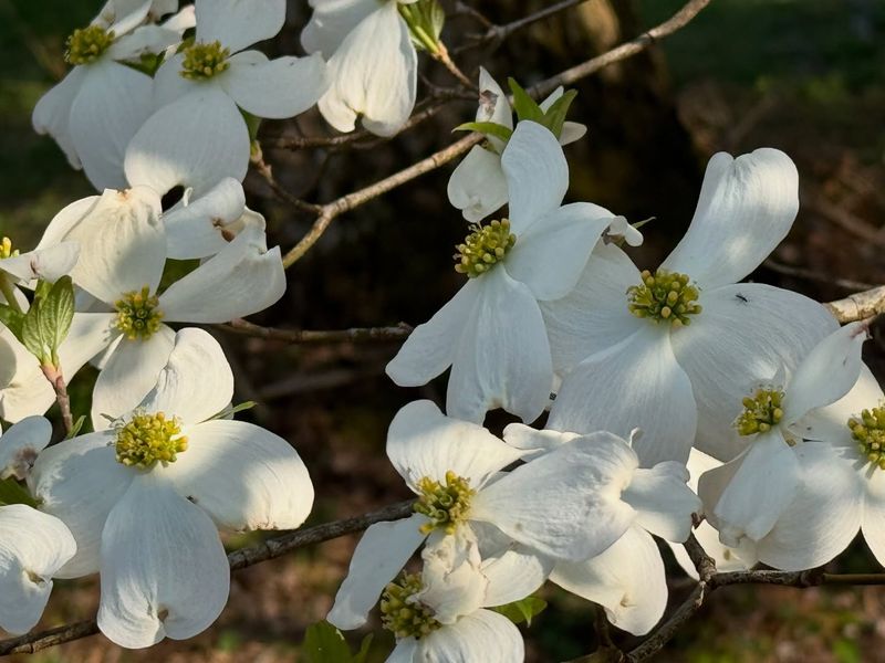 Flowering Dogwood
