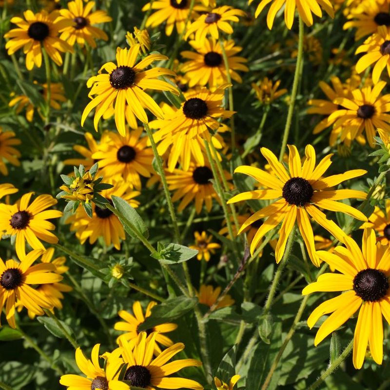 Orange Coneflower (Rudbeckia fulgida)