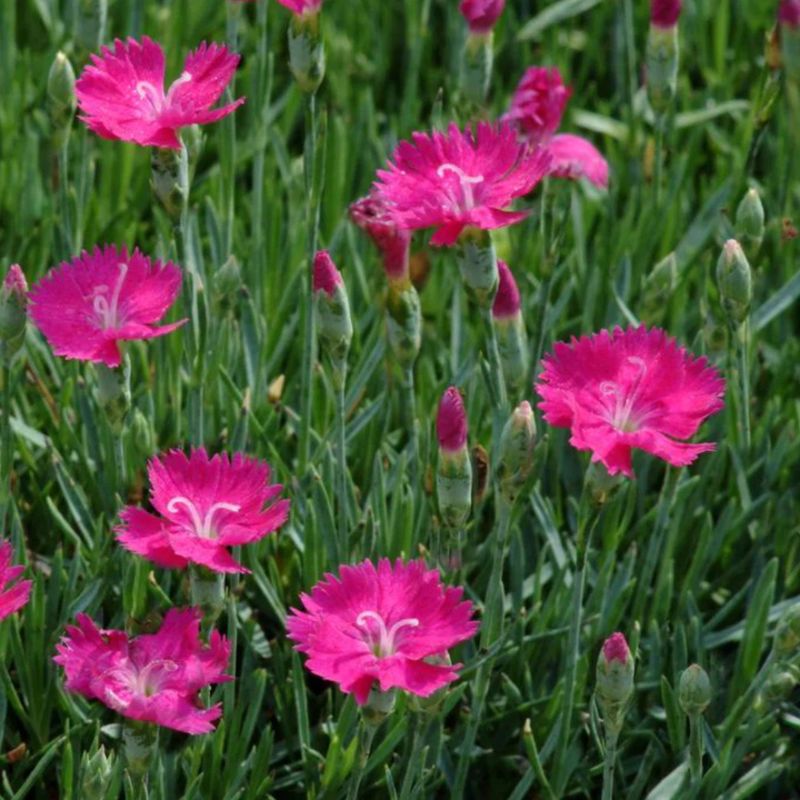 Dianthus (Pinks)