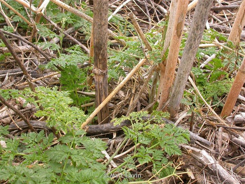 Screen the slope for ecological and livestock hazards