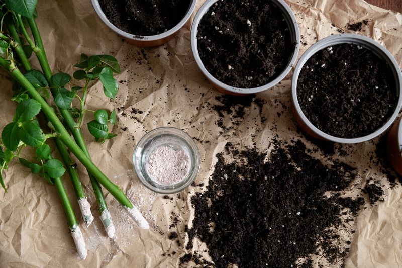 Prepare healthy cuttings and set them in rooting medium