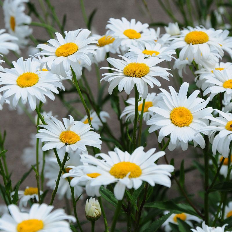 Shasta Daisies
