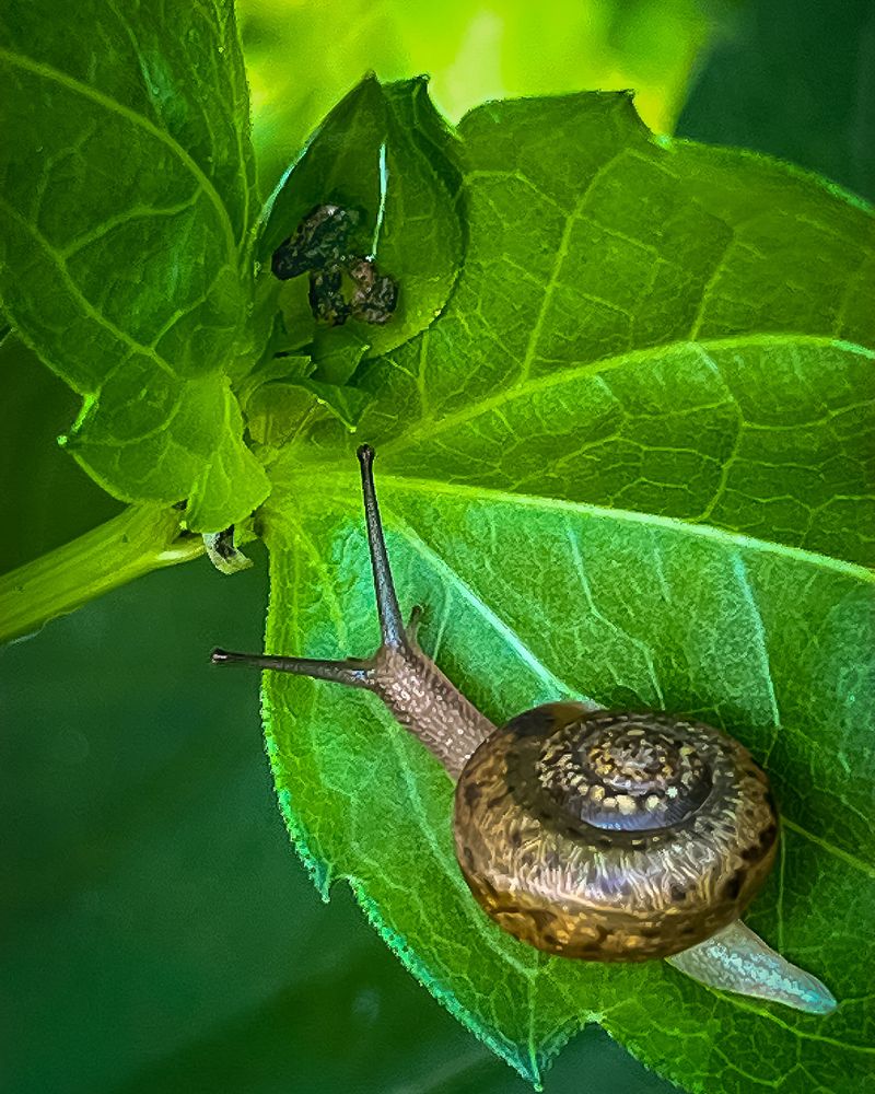 Pests Nibbling Your Buds