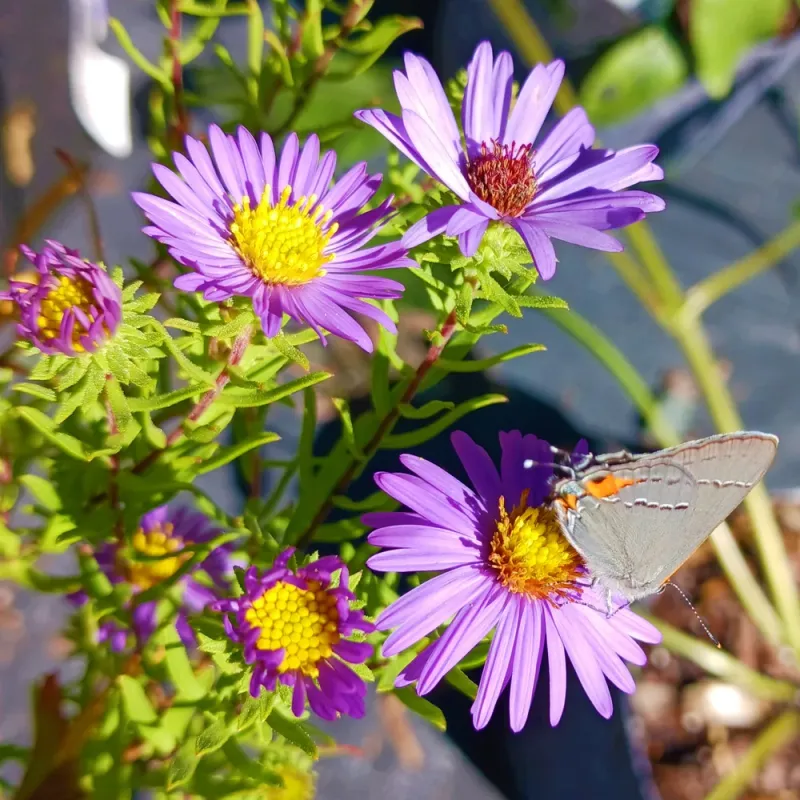Asters