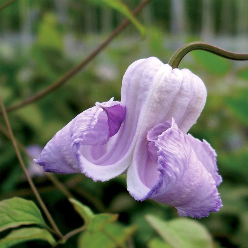 Curly Clematis (Clematis crispa)